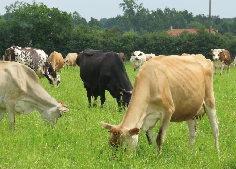 LA FERME LES TROIS CHÊNES