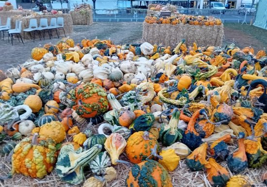 Marché aux Cucurbitacées : 26ème édition