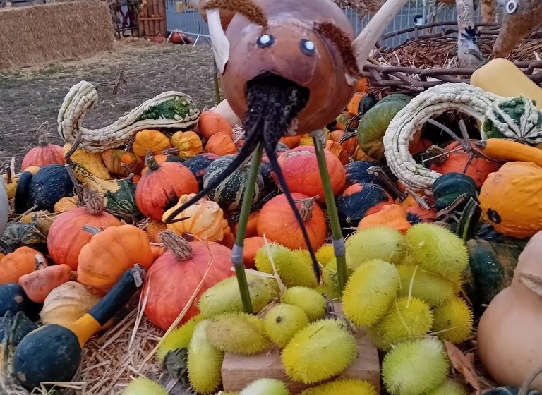 Marché aux Cucurbitacées : 26ème édition