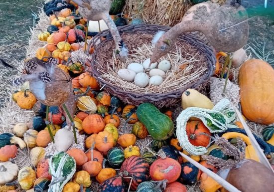 Marché aux Cucurbitacées : 26ème édition