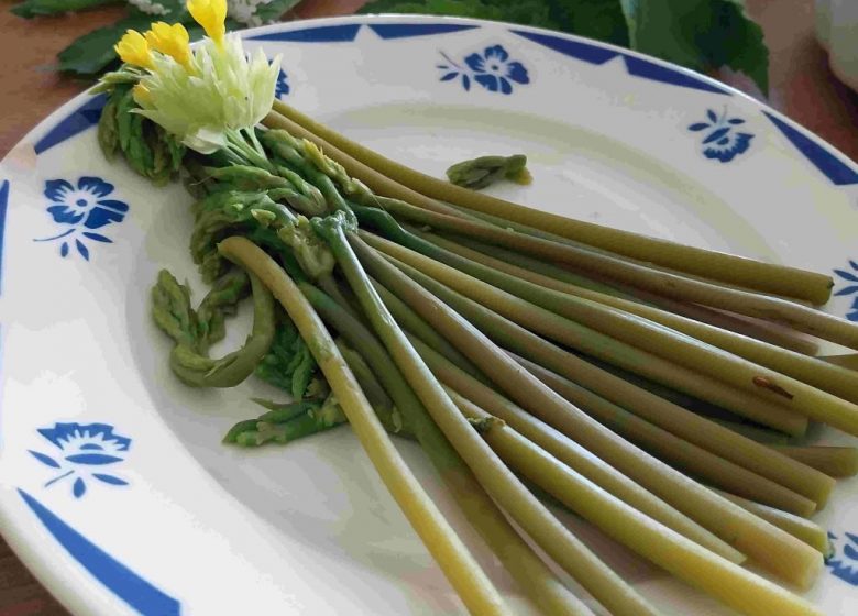 Découverte des plantes sauvages comestibles