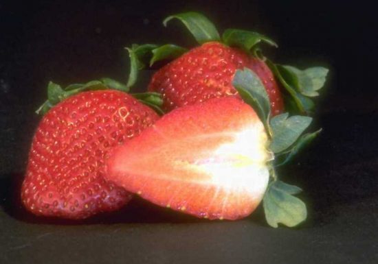 Donovan Roland (anciennement Gallier)