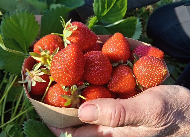 La Ferme du Cormier, maraicher biologique