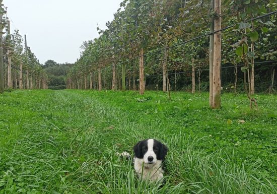 Le Verger de la Petite-Rainette