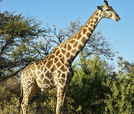 Observons les animaux à la Microfolie
