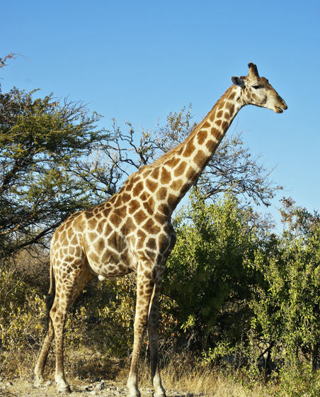Observons les animaux à la Microfolie