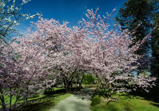 Hanami, pique-nique sous les Cerisiers