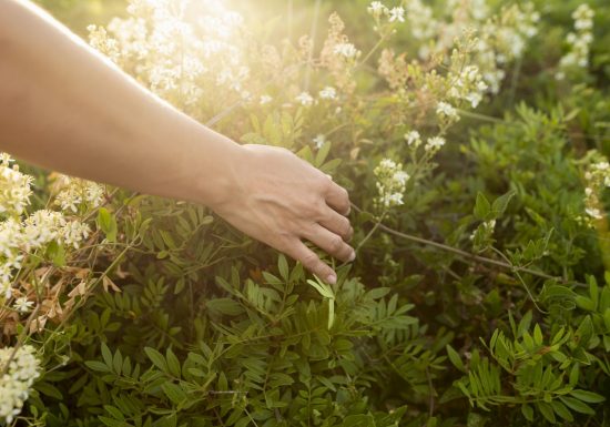 Animation 123 balades – Collecte de graines de haies bocagères avec Horizon Bocage