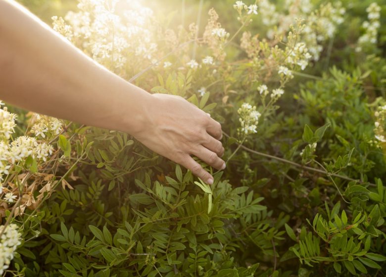 Animation 123 balades – Collecte de graines de haies bocagères avec Horizon Bocage