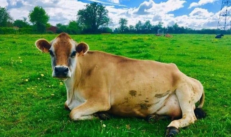 La Ferme du père Matt