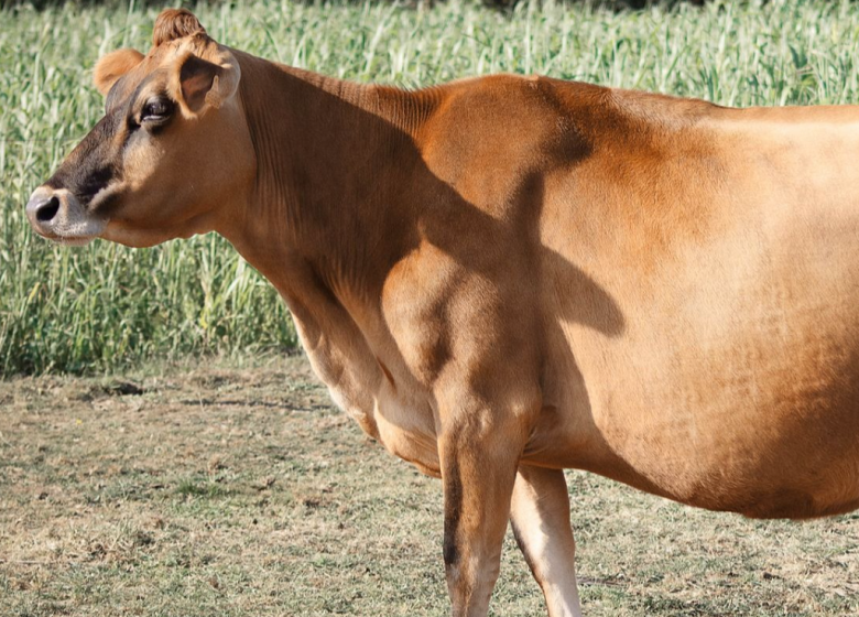 La Ferme du père Matt