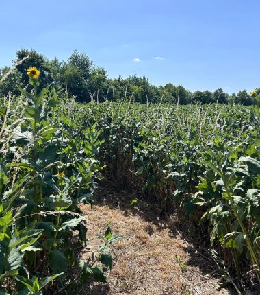 Labyrinthe géant en famille à la ferme de la Guyonnière