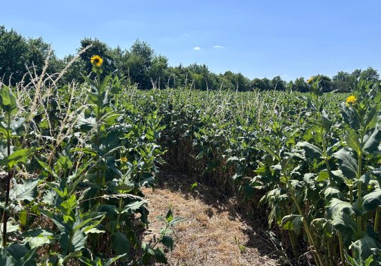 Labyrinthe géant en famille à la ferme de la Guyonnière