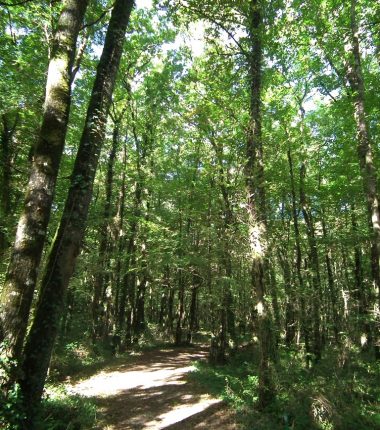 Parcours chasse aux balises à l’Étang de la Foucaudière