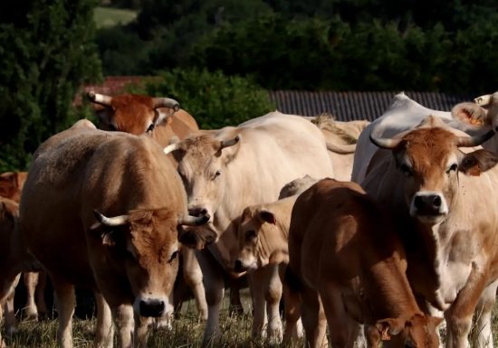 Les p&rsquo;tits prés de la source