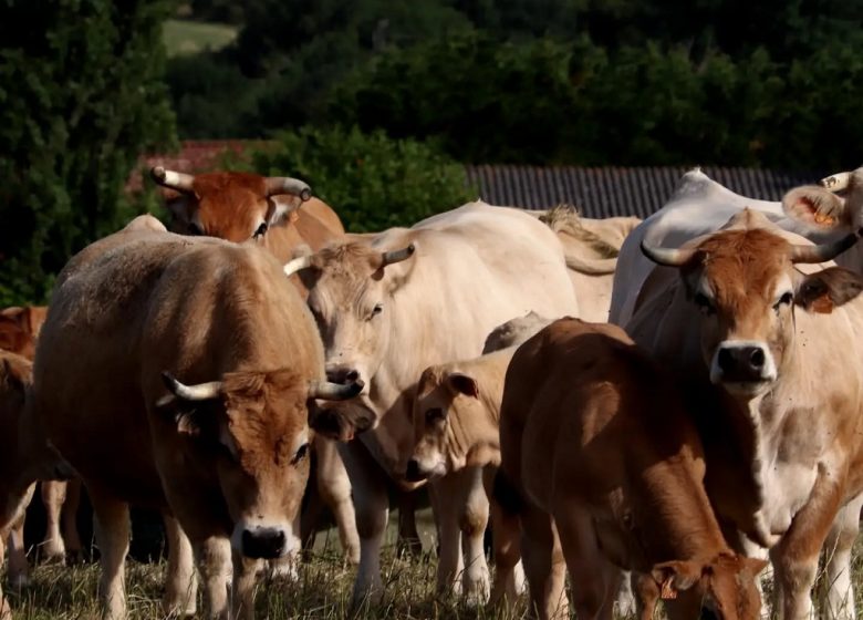 Les p&rsquo;tits prés de la source