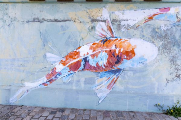 Les carpes du pont de Montjean