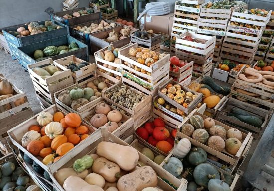 Marché aux Cucurbitacées : 26ème édition