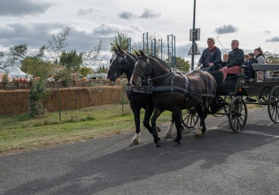 Marché aux Cucurbitacées : 26ème édition
