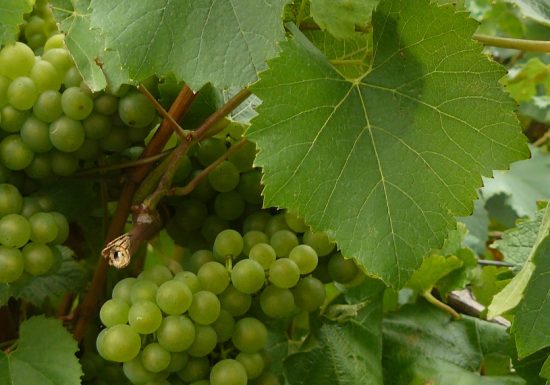 Domaine de La Garnière