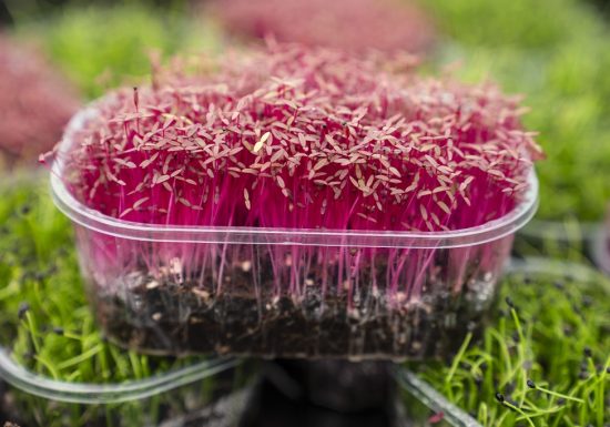 Ferme Micropousse « Il était une graine »