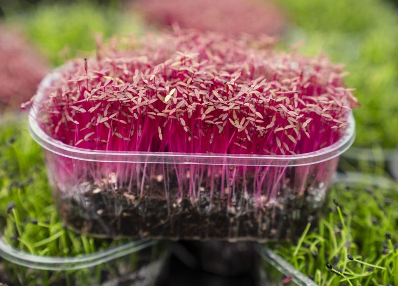 Ferme Micropousse « Il était une graine »