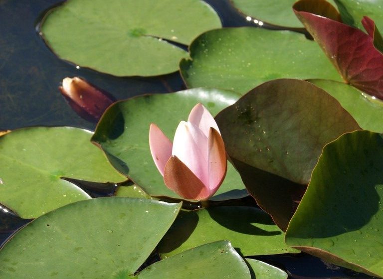 Initiation aux milieux aquatiques et ornithologiques de la Loire