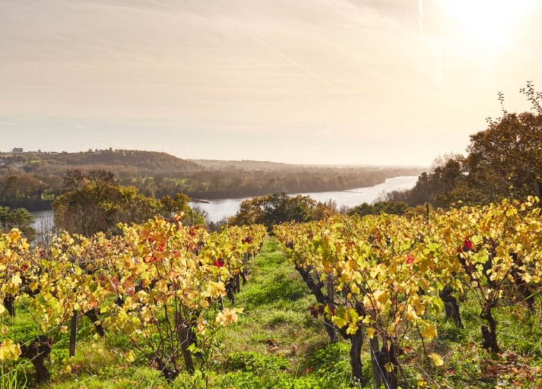 Panorama du domaine des Génaudières