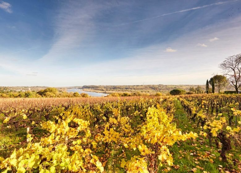 Panorama du domaine des Génaudières