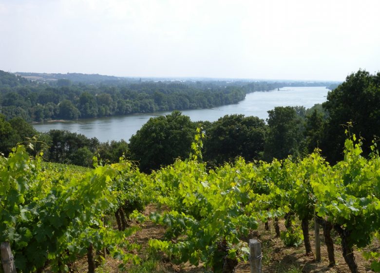 Panorama du domaine des Génaudières