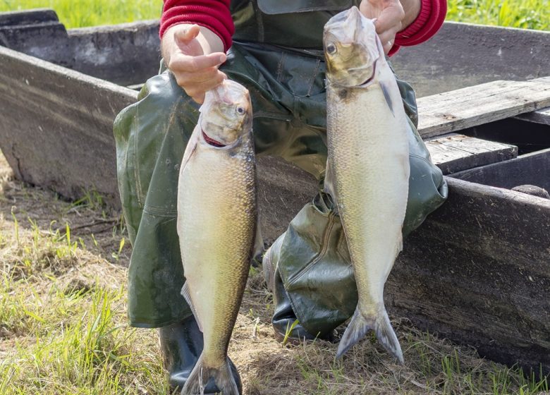 Nicolas Guérin, rillettes de poissons de Loire