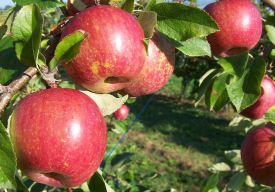 Les Vergers de la Petite Moinie