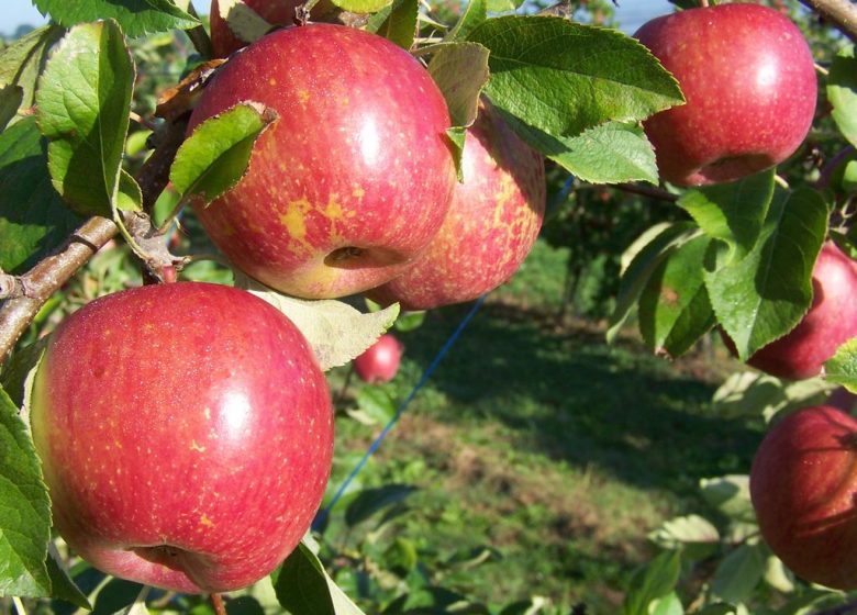 LES VERGERS DE LA PETITE MOINIE