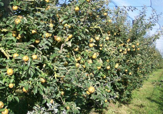 Les Vergers de la Petite Moinie