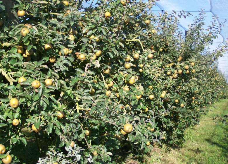 LES VERGERS DE LA PETITE MOINIE