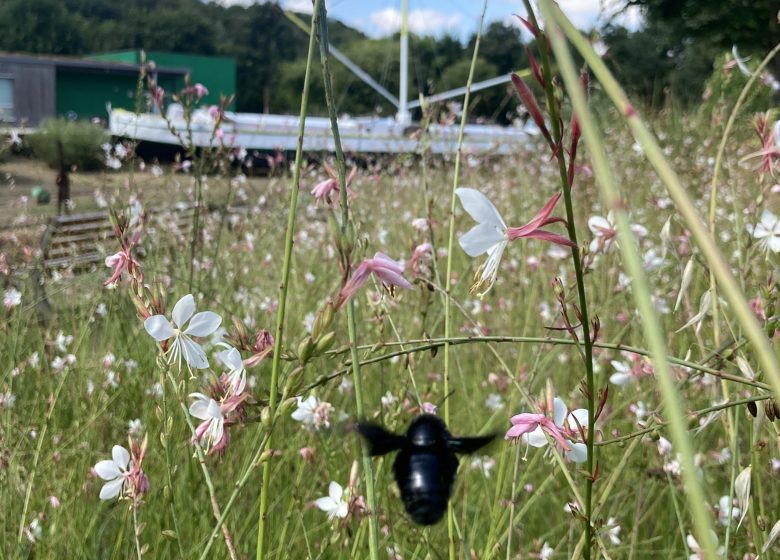 Atelier apprenti naturaliste : les petites bêtes à Cap Loire