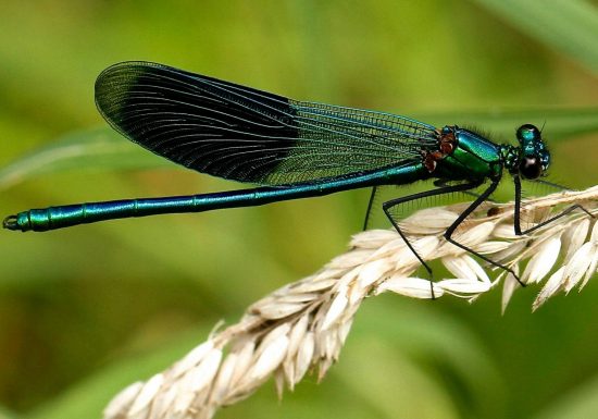 Atelier apprenti naturaliste : les petites bêtes à Cap Loire