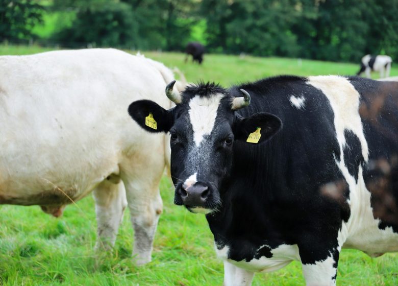 Printemps BIO – La Fête du Lait à la ferme de l&rsquo;Angevinière