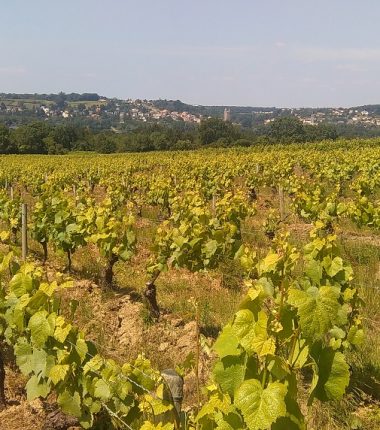 Romain Moreau viticulteur