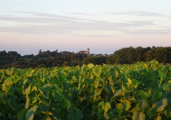 Romain Moreau viticulteur