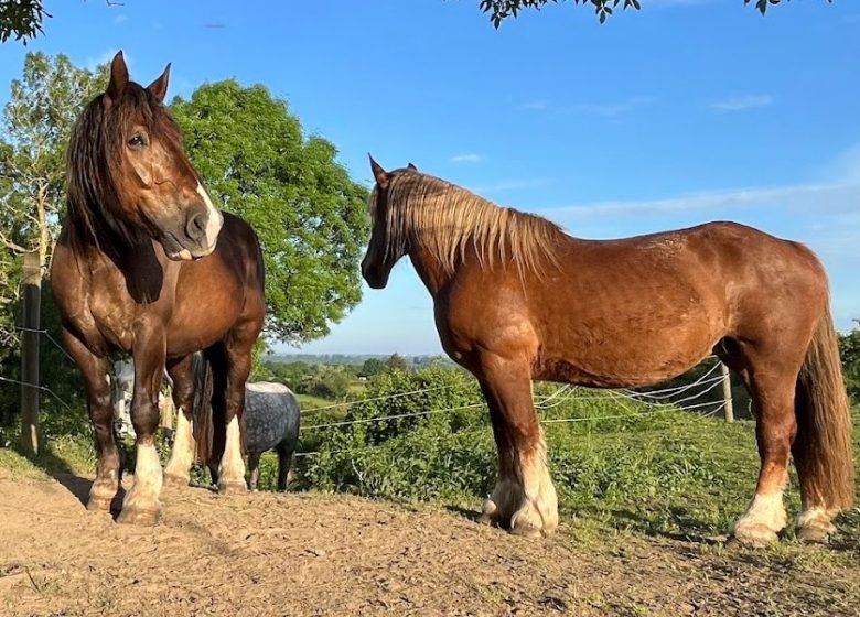 Stages été – Plongez dans l&rsquo;univers du cheval