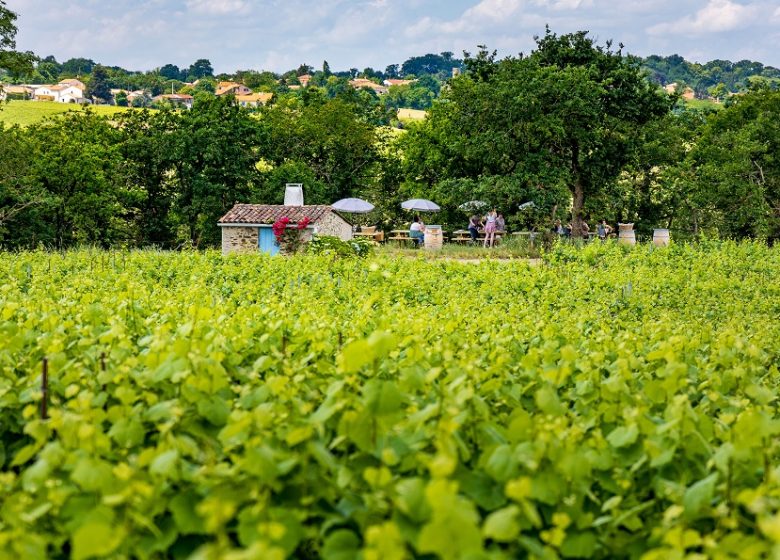 BALADE ET PIQUE-NIQUE DANS LES VIGNES AU DOMAINE DES GALLOIRES