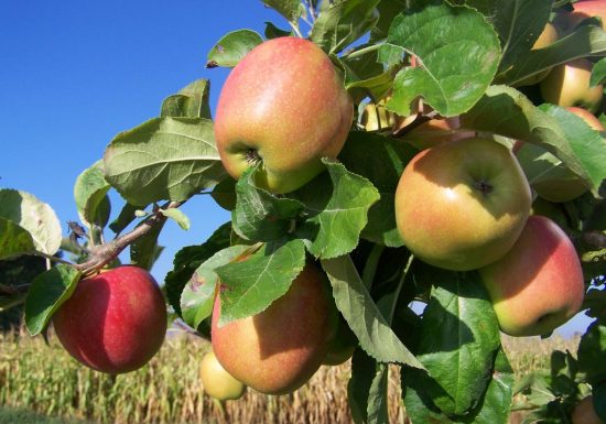 Les Vergers de la Petite Moinie