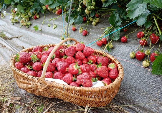 Cueillette de la Mansardière