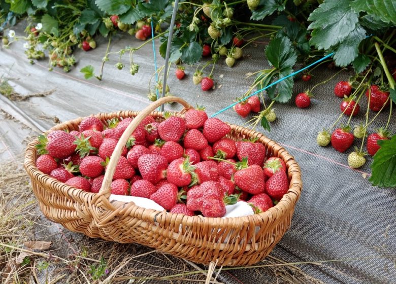 Cueillette de la Mansardière