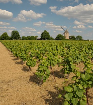 Circuit VTT « Les vignes »