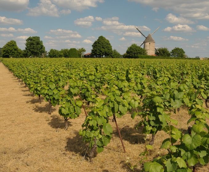 VTT LA MOINE, ENTRE GRANITE ET VIGNOBLE