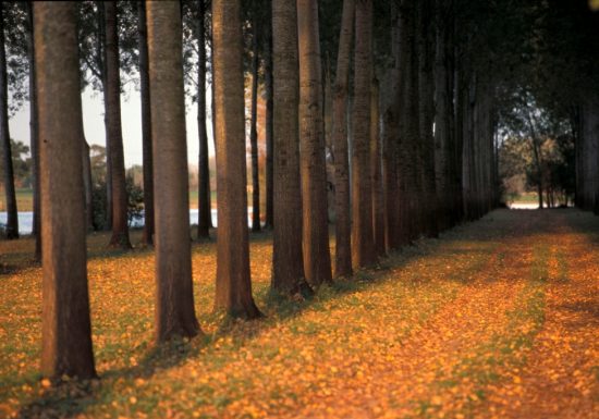 Randonnée « Le bois de la Boulaie »