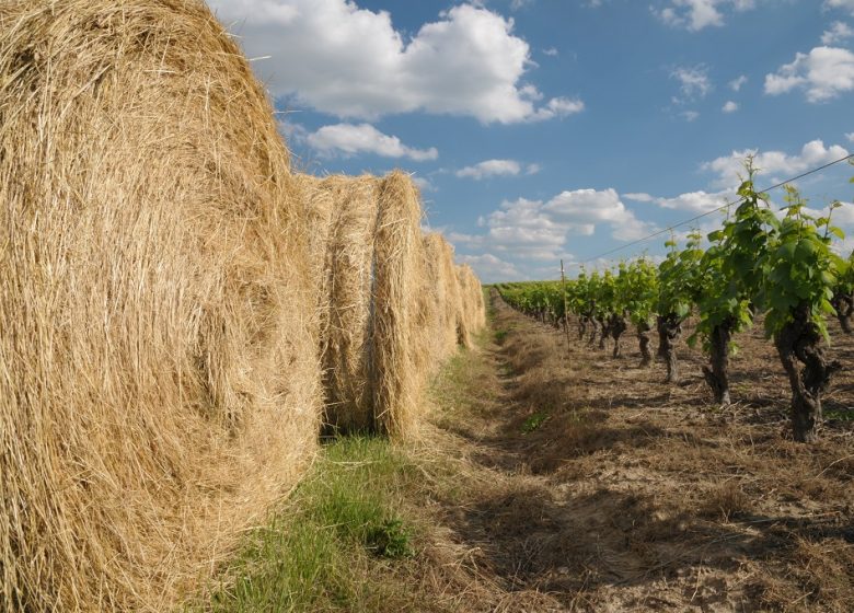 Randonnée « La cour »