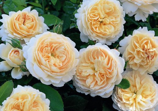 Randonnée « Des moulins à la vigne »